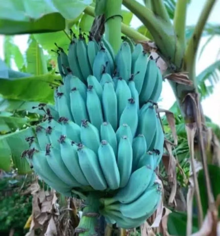 banana-azul-rara-no-brasil-fruta-ganha-popularidade-por-gosto-de